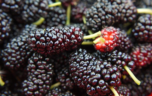 ɣ�صĹ�Ч ��ɣ�صĽ�������Щ